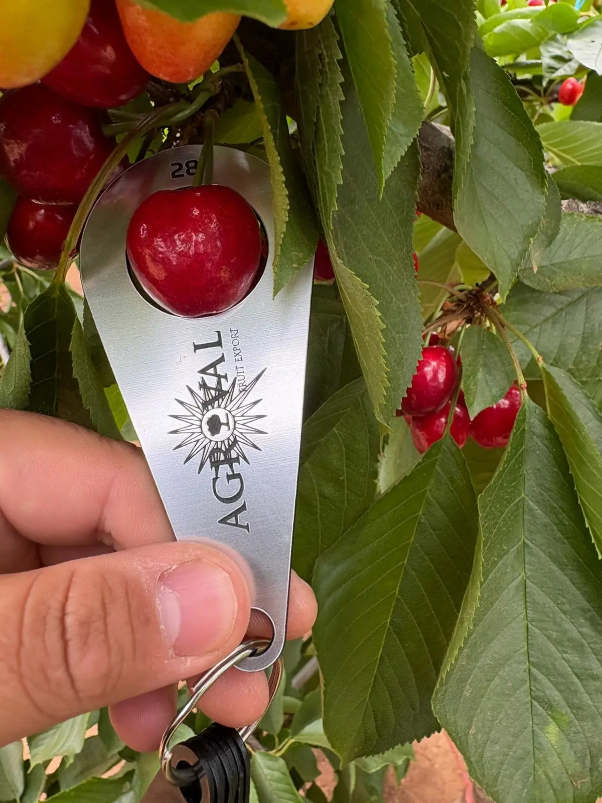 Seguimiento de calibre en el árbol