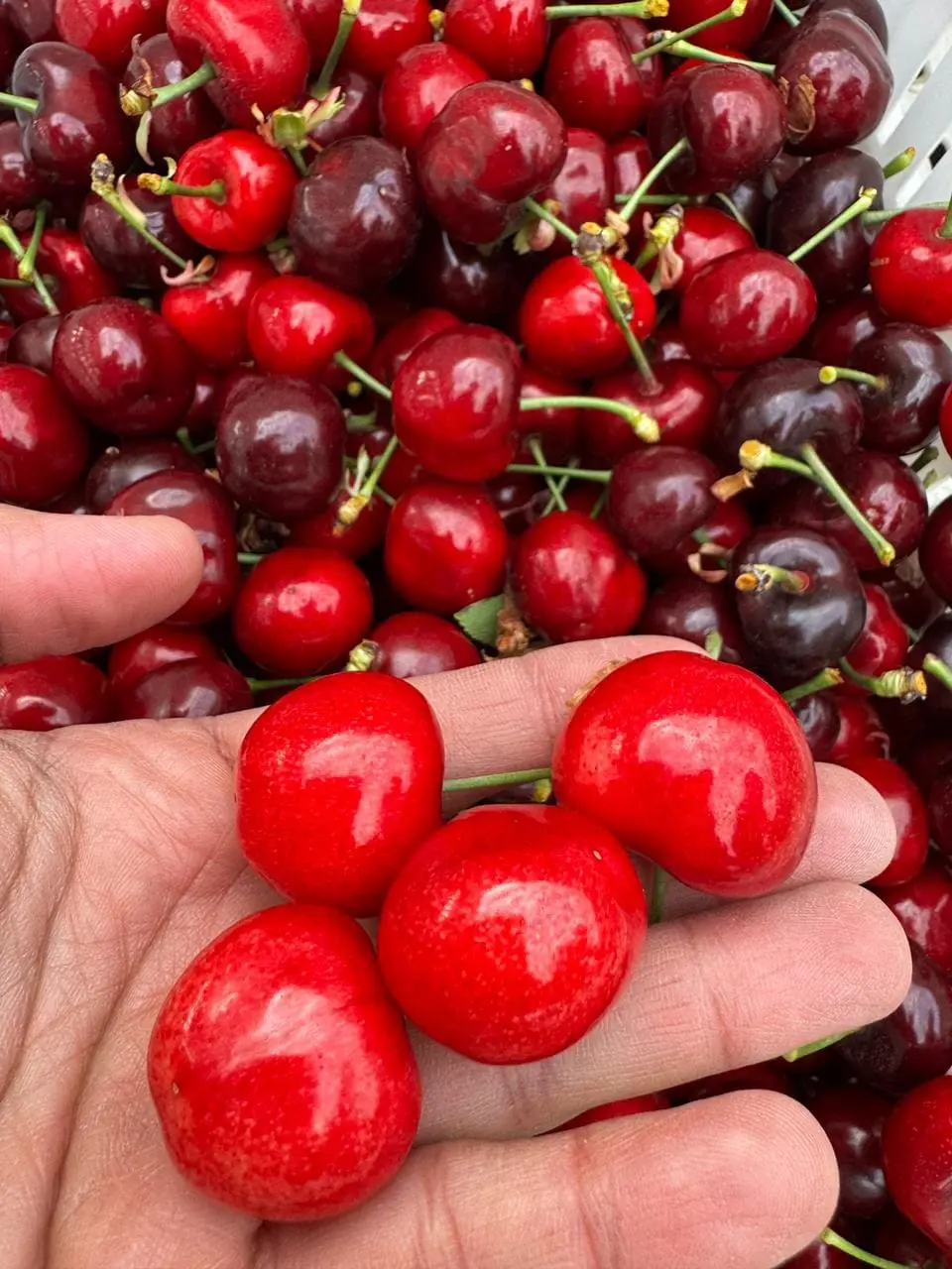 Cerezas