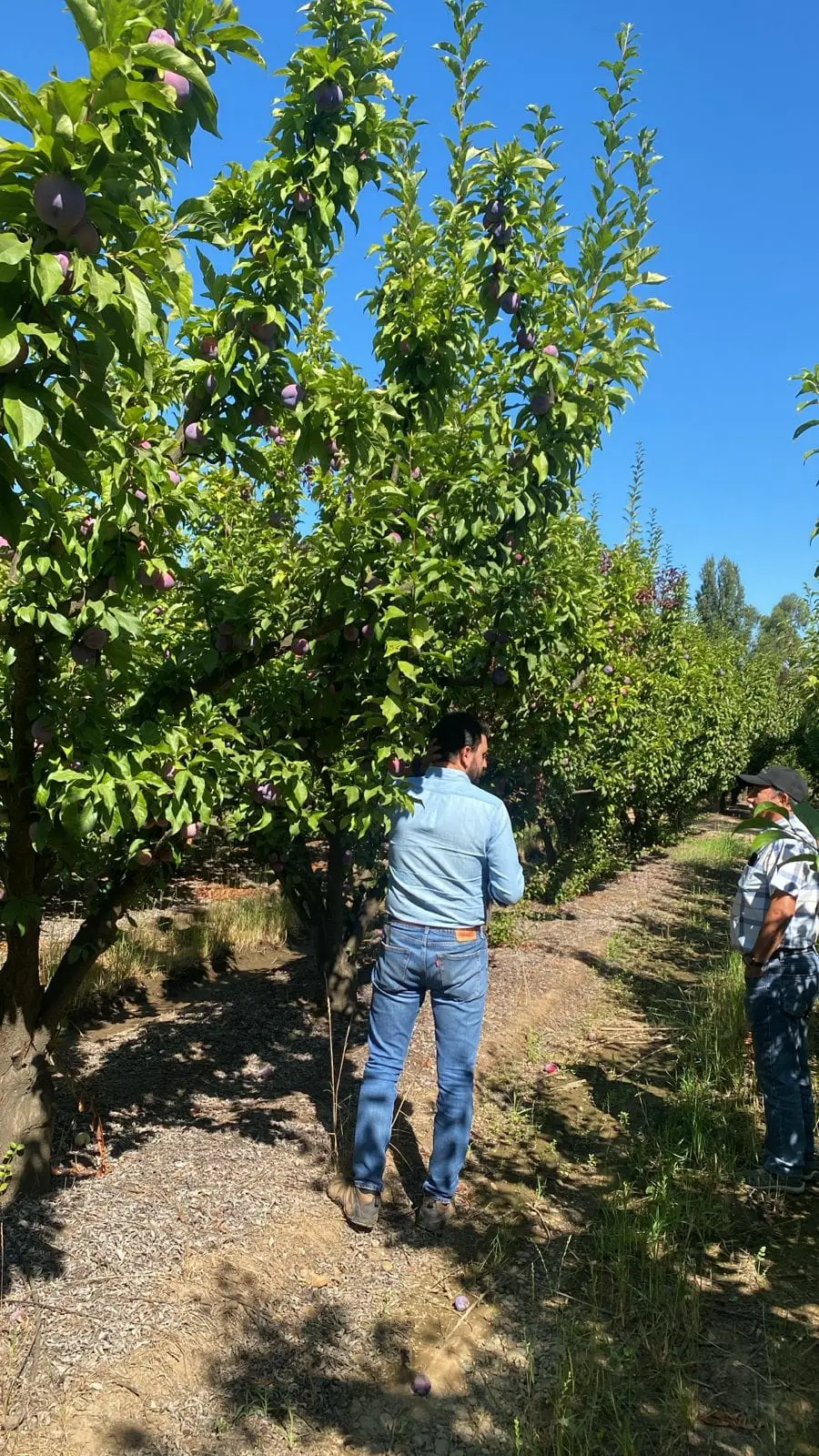 Recorrido por una hilera de cerezos de un productor asociado